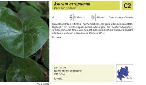 Flora Pagina 044 B.jpg