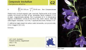 Flora Pagina 183 A.jpg