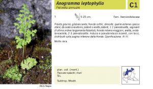 Flora Pagina 030 A.jpg