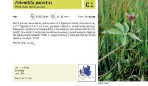 Flora Pagina 101 A.jpg