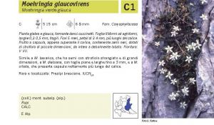 Flora Pagina 049 A.jpg