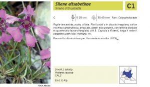 Flora Pagina 058 B.jpg