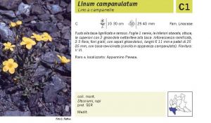 Flora Pagina 112 A.jpg