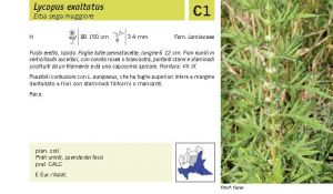 Flora Pagina 157 A.jpg