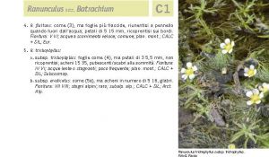 Flora Pagina 075 A.jpg