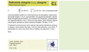 Flora Pagina 167 B.jpg