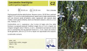 Flora Pagina 217 B.jpg