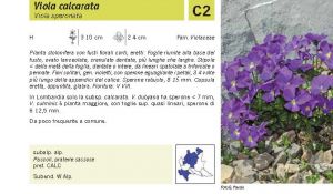 Flora Pagina 119 A.jpg