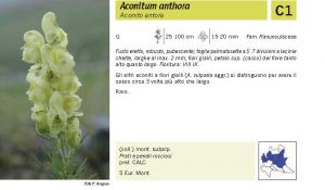 Flora Pagina 066 A.jpg