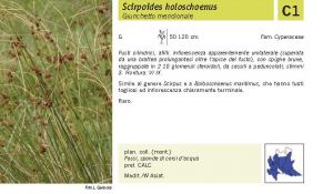 Flora Pagina 248 A.jpg