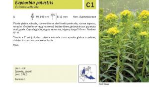 Flora Pagina 113 A.jpg