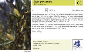 Flora Pagina 040 A.jpg