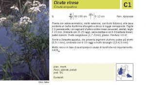 Flora Pagina 128 A.jpg