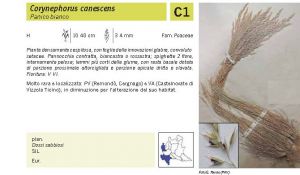 Flora Pagina 231 B.jpg