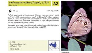 Fauna Pagina 299 B.jpg