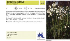 Flora Pagina 085 B.jpg