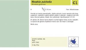 Flora Pagina 036 A.jpg