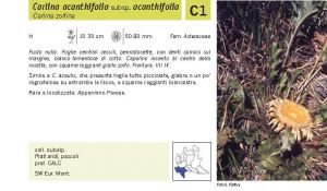 Flora Pagina 199 A.jpg