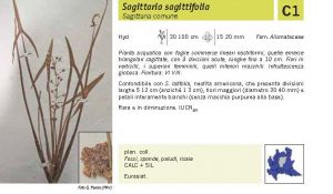 Flora Pagina 204 A.jpg