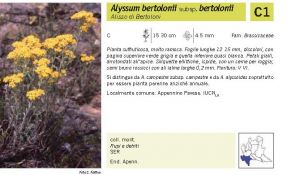 Flora Pagina 086 B.jpg