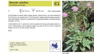 Flora Pagina 175 B.jpg