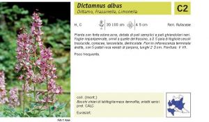 Flora Pagina 114 B.jpg