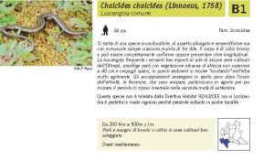 Fauna Pagina 316 A.jpg