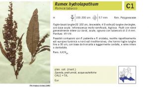 Flora Pagina 046 B.jpg