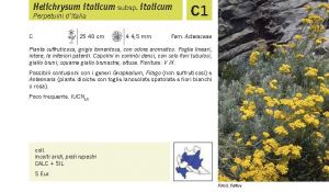 Flora Pagina 187 A.jpg