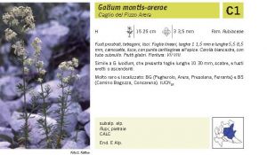 Flora Pagina 150 B.jpg