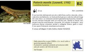 Fauna Pagina 314 B.jpg