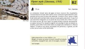 Fauna Pagina 319 B.jpg