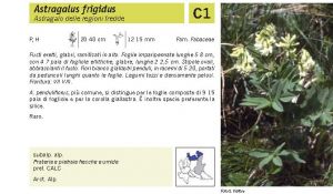 Flora Pagina 105 B.jpg