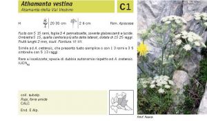 Flora Pagina 127 A.jpg