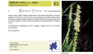 Flora Pagina 161 B.jpg