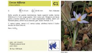 Flora Pagina 227 B.jpg