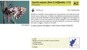 Fauna Pagina 296 B.jpg