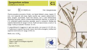 Flora Pagina 235 B.jpg