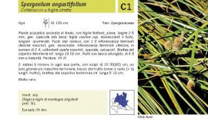 Flora Pagina 235 A.jpg