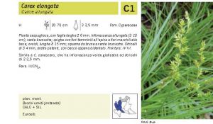 Flora Pagina 241 B.jpg