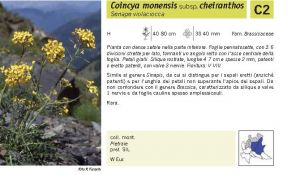 Flora Pagina 092 A.jpg