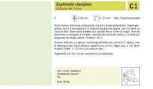 Flora Pagina 164 B.jpg