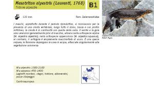 Fauna Pagina 305 B.jpg