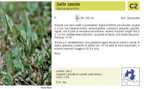 Flora Pagina 042 B.jpg