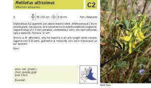 Flora Pagina 109 A.jpg