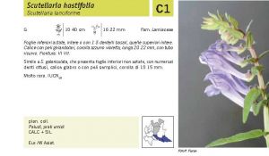 Flora Pagina 155 A.jpg