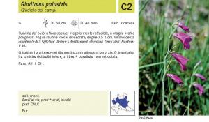 Flora Pagina 229 A.jpg