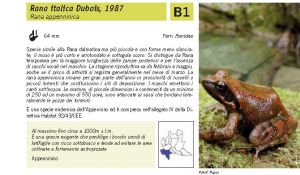 Fauna Pagina 311 B.jpg