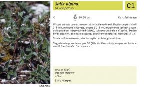 Flora Pagina 040 B.jpg