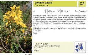 Flora Pagina 104 B.jpg